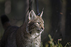 Lynx Portrait