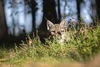 Lynx Portrait