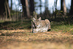 lying Lynx