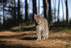 walking Lnyx