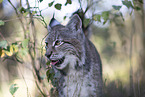 Lynx Portrait