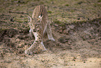 young Lynx