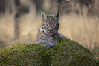 young Lynx