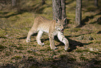young Lynx