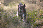 young Lynx