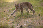 young Lynx
