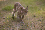 young Lynx