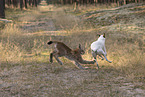 Lynx and dog