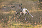 Lynx and dog