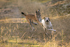 Lynx and dog