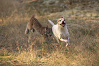 Lynx and dog