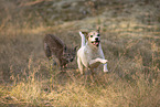 Lynx and dog