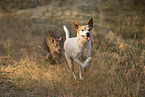 Lynx and dog