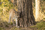 young Lynx