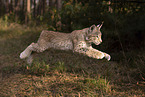 young Lynx
