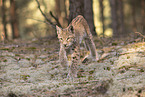 young Lynx