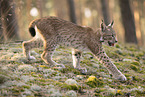 young Lynx