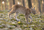 young Lynx