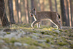 young Lynx