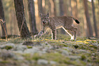 young Lynx