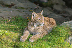 young lynx