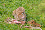 young lynx