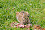 young lynx