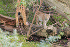 lynxes