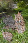 lynxes