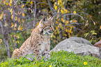 sitting lynx