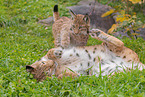 lynxes