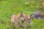 lynxes