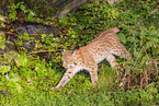young lynx