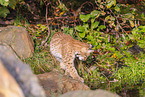 young lynx