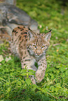 young lynx