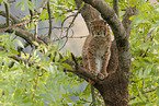 sitting lynx