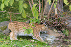 young lynx
