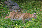 young lynx