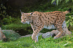 lynx