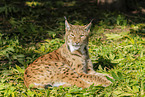 lynx
