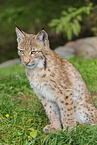 sitting lynx
