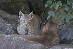 Lynx