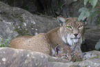 Lynx