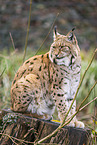lynx
