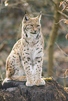 lynx