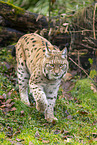 lynx