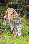 lynx