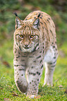 lynx