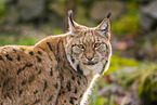 lynx