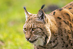 lynx